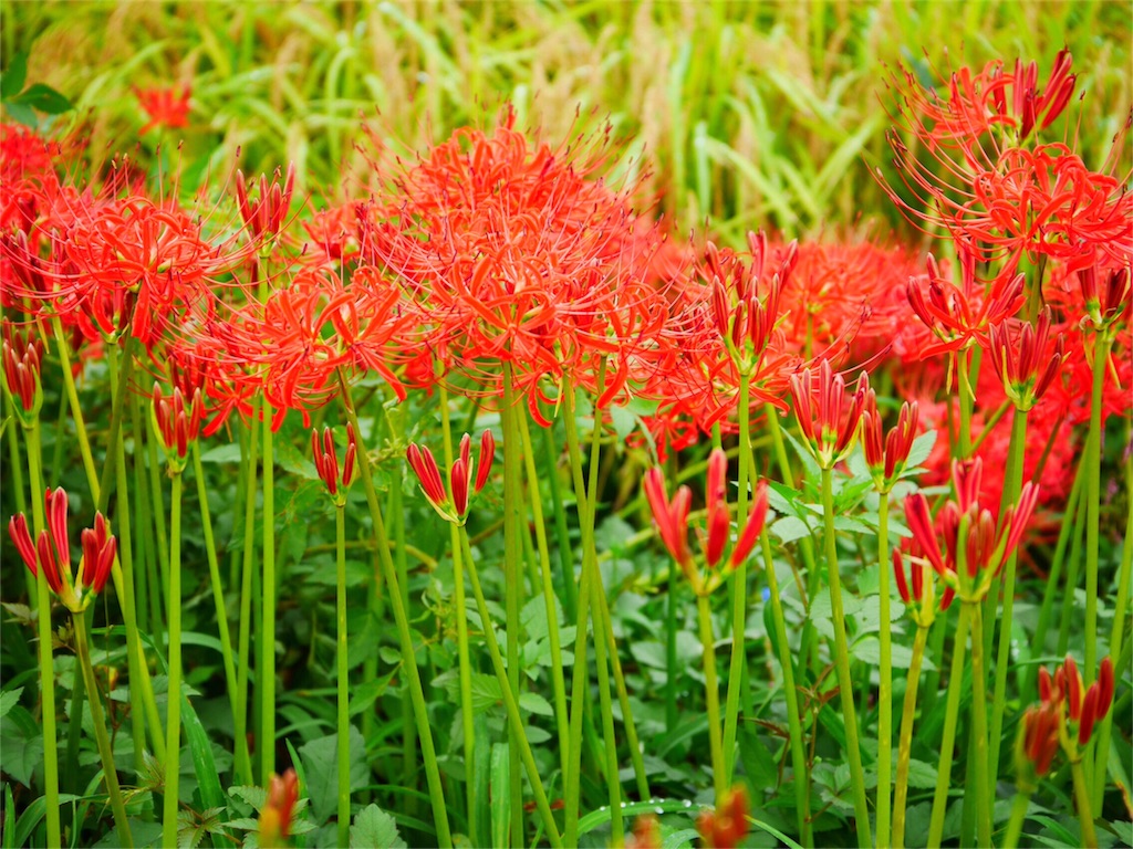 f:id:kazeno-uta:20160922204030j:image