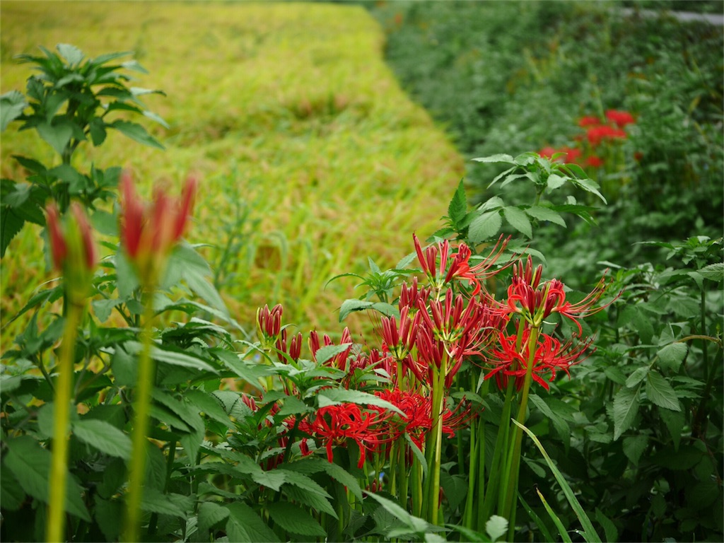 f:id:kazeno-uta:20160922204319j:image