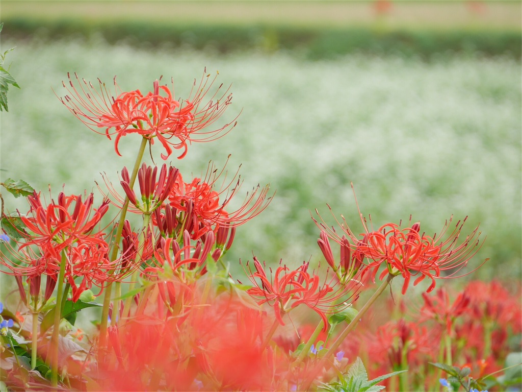 f:id:kazeno-uta:20160929191606j:image