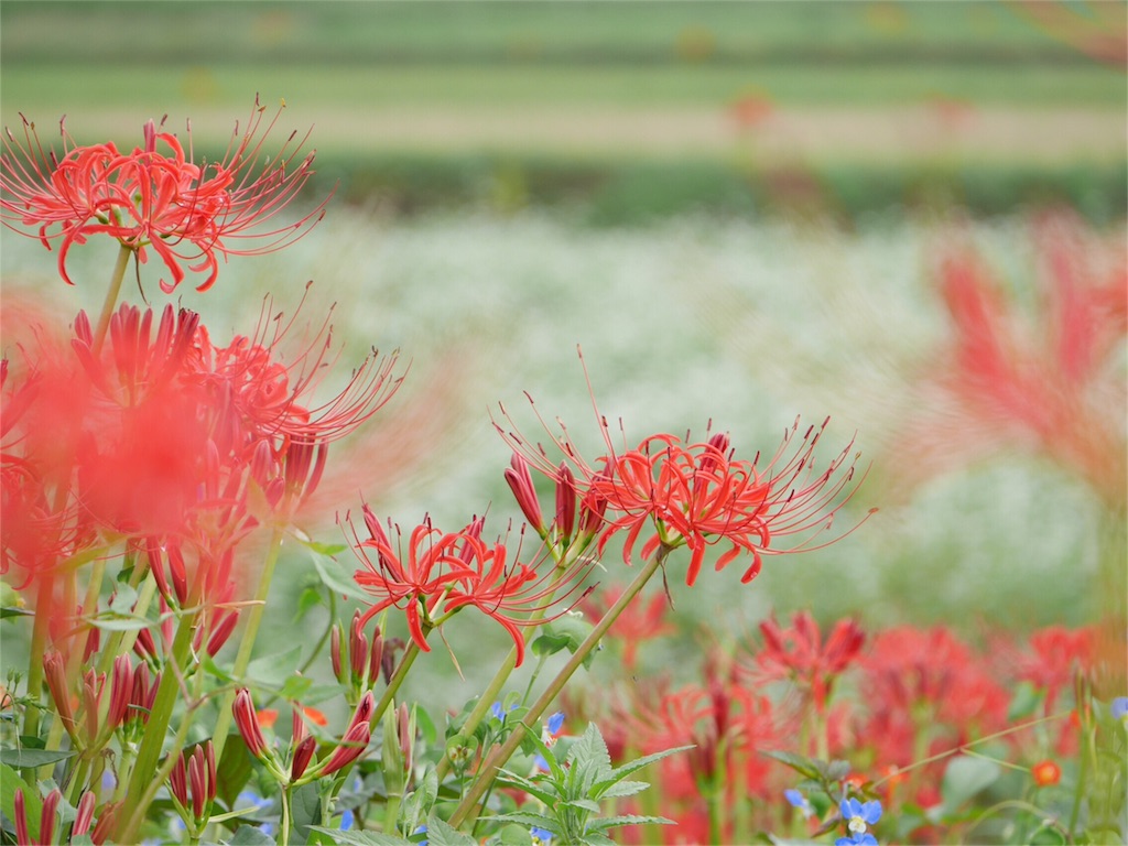 f:id:kazeno-uta:20160929191631j:image