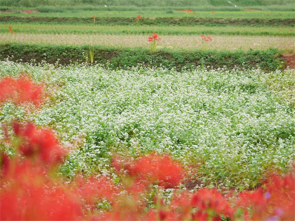 f:id:kazeno-uta:20160929191750j:image