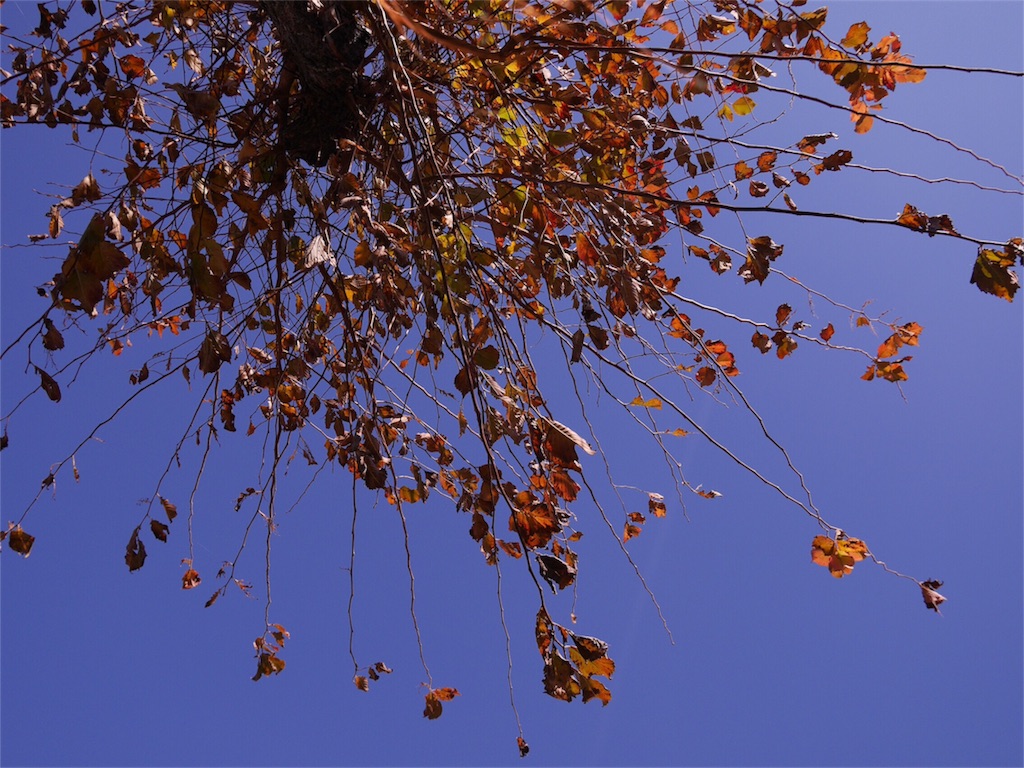 f:id:kazeno-uta:20161221090841j:image