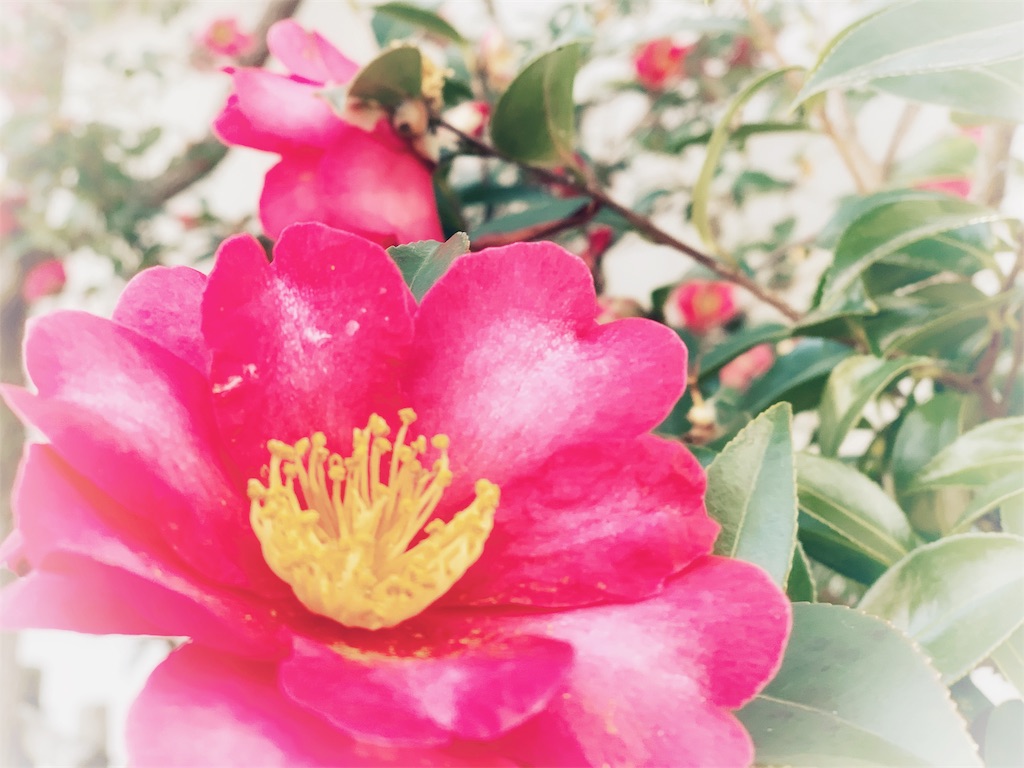 f:id:kazeno-uta:20190207233506j:image