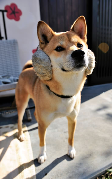 f:id:kazeno-yuh:20191130214355j:plain