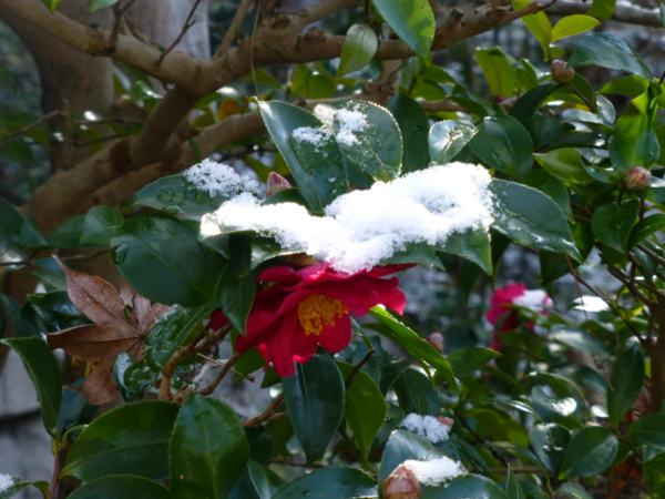 f:id:kazenokomichi:20140112182447j:plain f:id:kazenokomichi:20140112182447j:plain