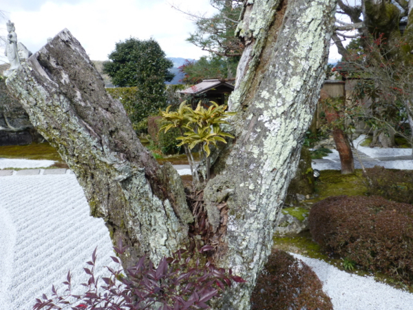 f:id:kazenokomichi:20140112183000j:plain f:id:kazenokomichi:20140112183000j:plain