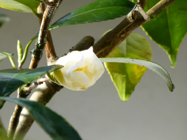 f:id:kazenokomichi:20140112185506j:plain f:id:kazenokomichi:20140112185506j:plain