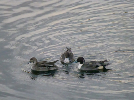 f:id:kazenokomichi:20141115235235j:plain f:id:kazenokomichi:20141115235235j:plain