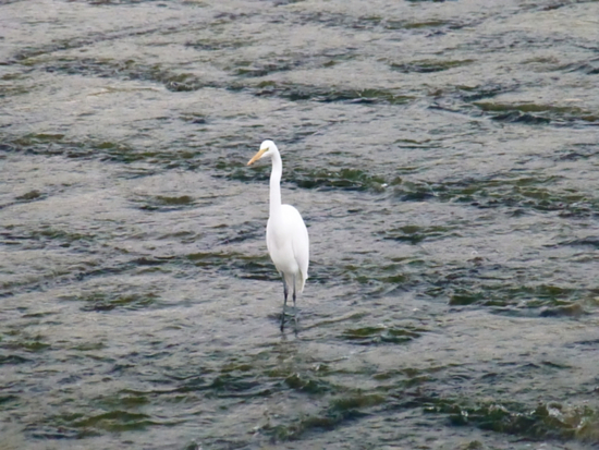 f:id:kazenokomichi:20141115235329j:plain f:id:kazenokomichi:20141115235329j:plain