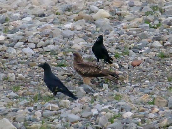 f:id:kazenokomichi:20141115235349j:plain f:id:kazenokomichi:20141115235349j:plain