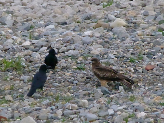 f:id:kazenokomichi:20141115235446j:plain f:id:kazenokomichi:20141115235446j:plain