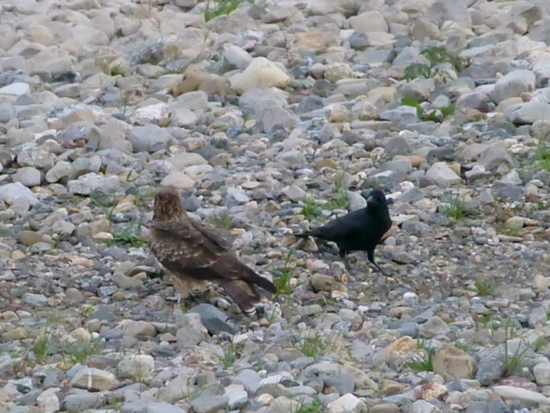 f:id:kazenokomichi:20141115235454j:plain f:id:kazenokomichi:20141115235454j:plain