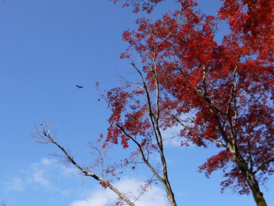 f:id:kazenokomichi:20141203105942j:plain