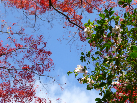 f:id:kazenokomichi:20141203110112j:plain