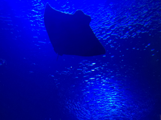 f:id:kazenokomichi:20141208235815j:plain f:id:kazenokomichi:20141208235815j:plain