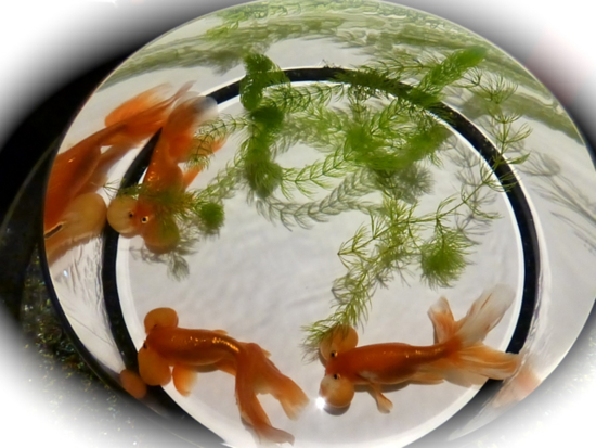 f:id:kazenokomichi:20141210222244j:plain f:id:kazenokomichi:20141210222244j:plain