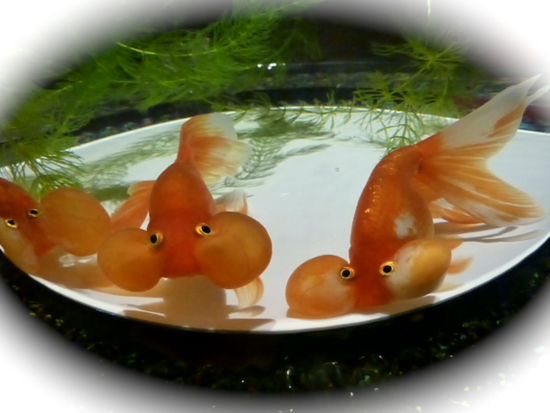f:id:kazenokomichi:20141210222254j:plain f:id:kazenokomichi:20141210222254j:plain