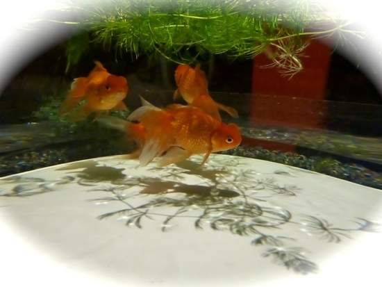 f:id:kazenokomichi:20141210222910j:plain f:id:kazenokomichi:20141210222910j:plain