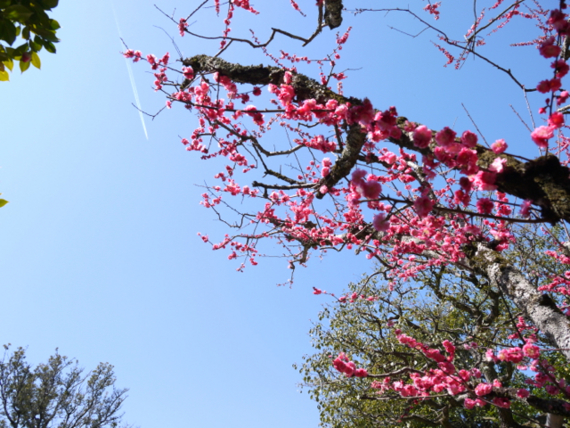 f:id:kazenokomichi:20150331014236j:plain
