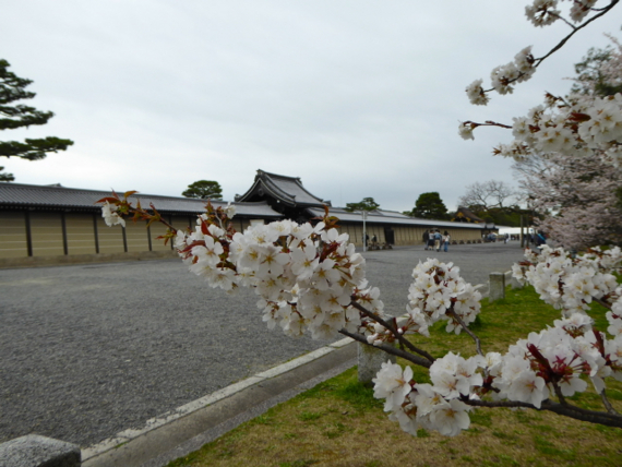 左近の桜 京都御所 春の一般公開にて 風の小径