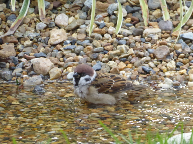 f:id:kazenokomichi:20151126140906j:plain