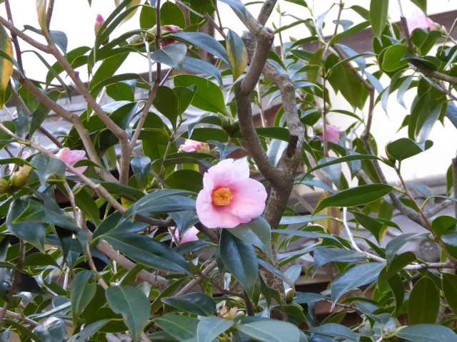 f:id:kazenokomichi:20160110155620j:plain f:id:kazenokomichi:20160110155620j:plain
