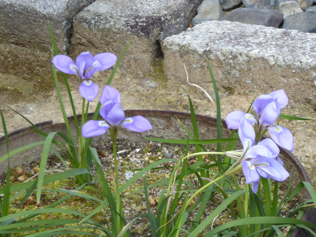 f:id:kazenokomichi:20160305214727j:plain