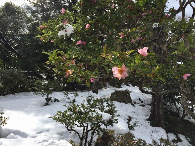 f:id:kazenokomichi:20180125194230j:plain