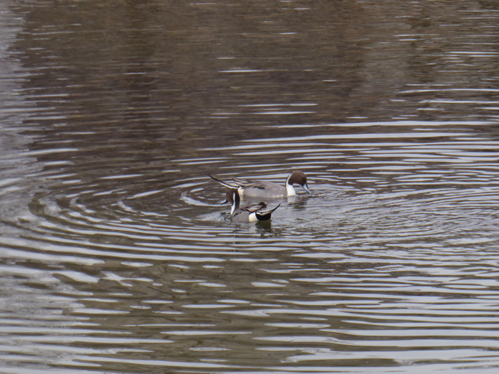 f:id:kazenokomichi:20180219232938j:plain