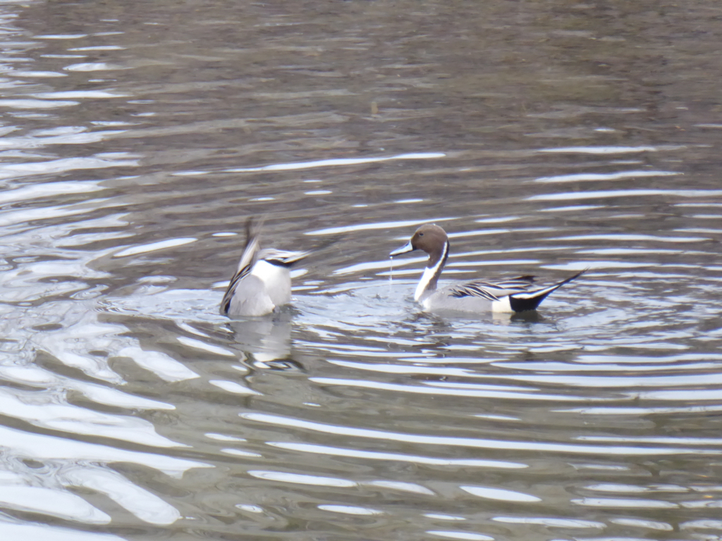 f:id:kazenokomichi:20180219233651j:plain