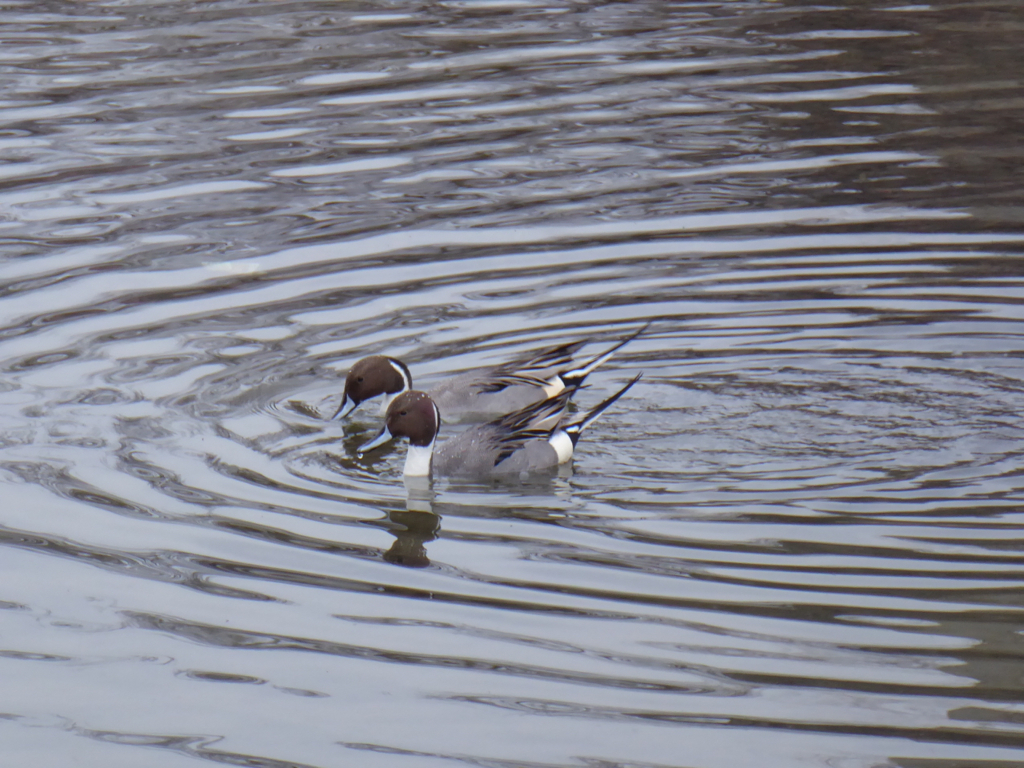 f:id:kazenokomichi:20180219233911j:plain