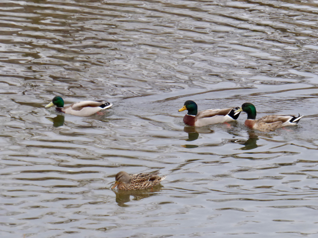 f:id:kazenokomichi:20180219235242j:plain