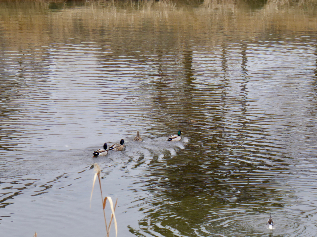 f:id:kazenokomichi:20180219235314j:plain