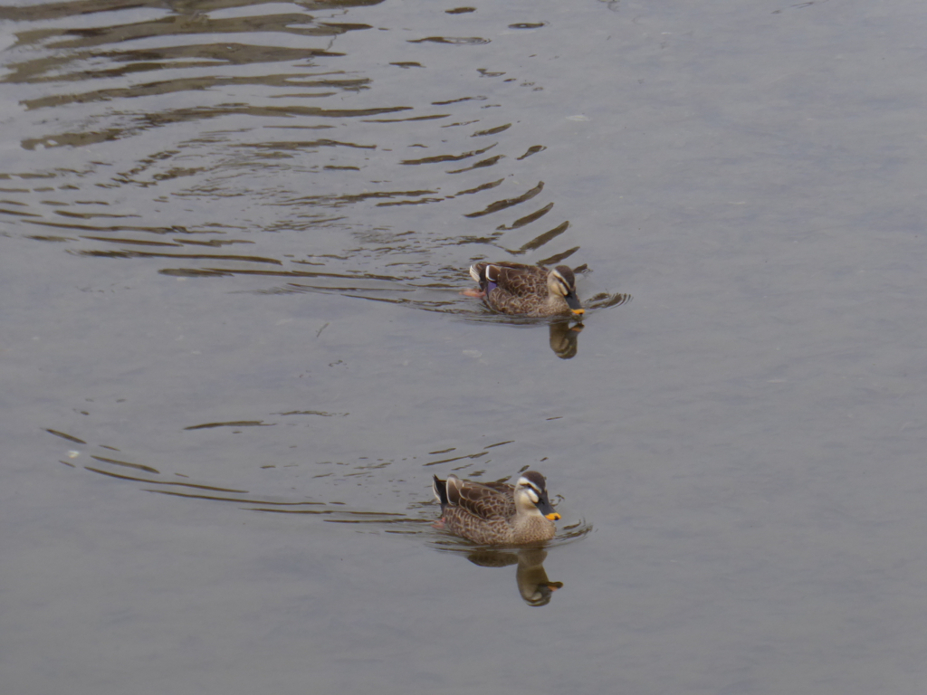 f:id:kazenokomichi:20180219235606j:plain