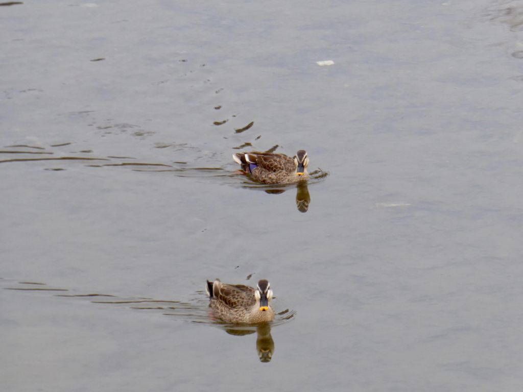 f:id:kazenokomichi:20180219235752j:plain