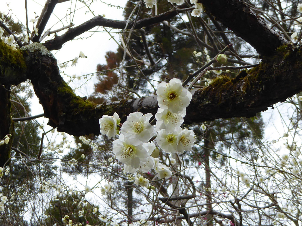f:id:kazenokomichi:20180221012010j:plain f:id:kazenokomichi:20180221012010j:plain
