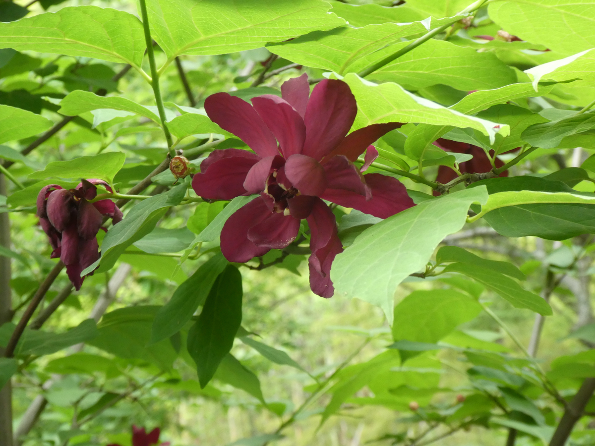 f:id:kazenokomichi:20190601183205j:plain f:id:kazenokomichi:20190601183205j:plain