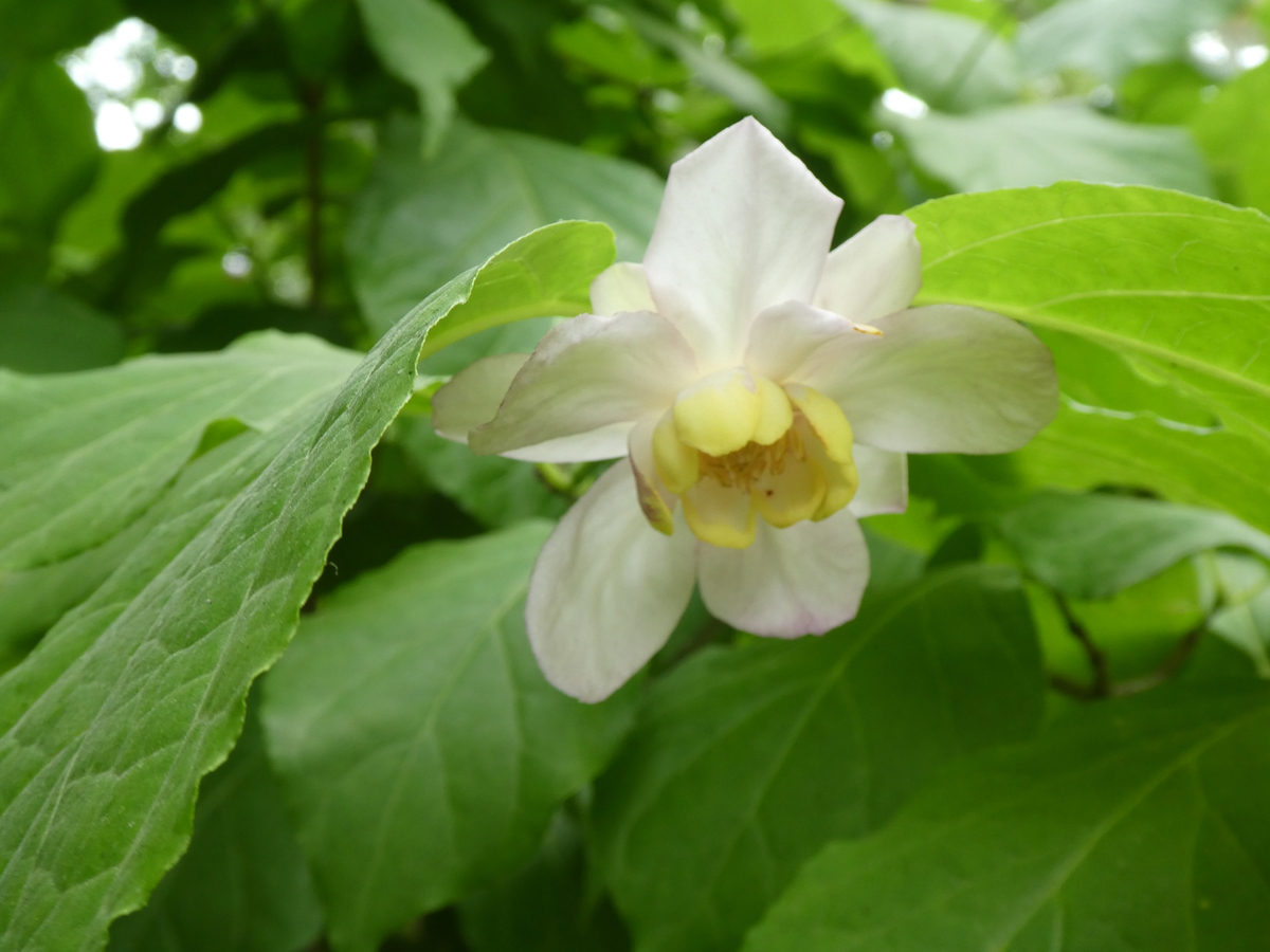 f:id:kazenokomichi:20190601184423j:plain f:id:kazenokomichi:20190601184423j:plain