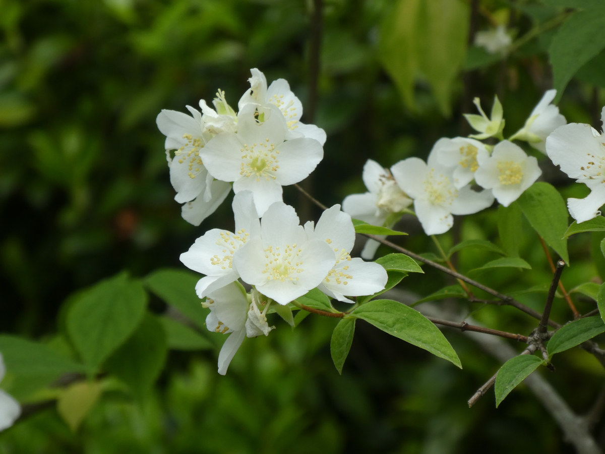 f:id:kazenokomichi:20190601184528j:plain f:id:kazenokomichi:20190601184528j:plain