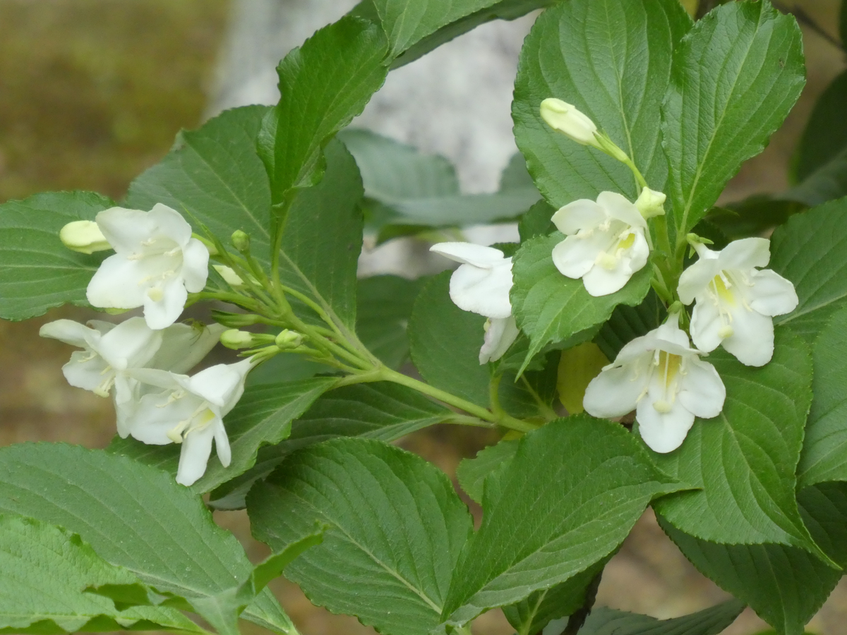 f:id:kazenokomichi:20190601184624j:plain f:id:kazenokomichi:20190601184624j:plain