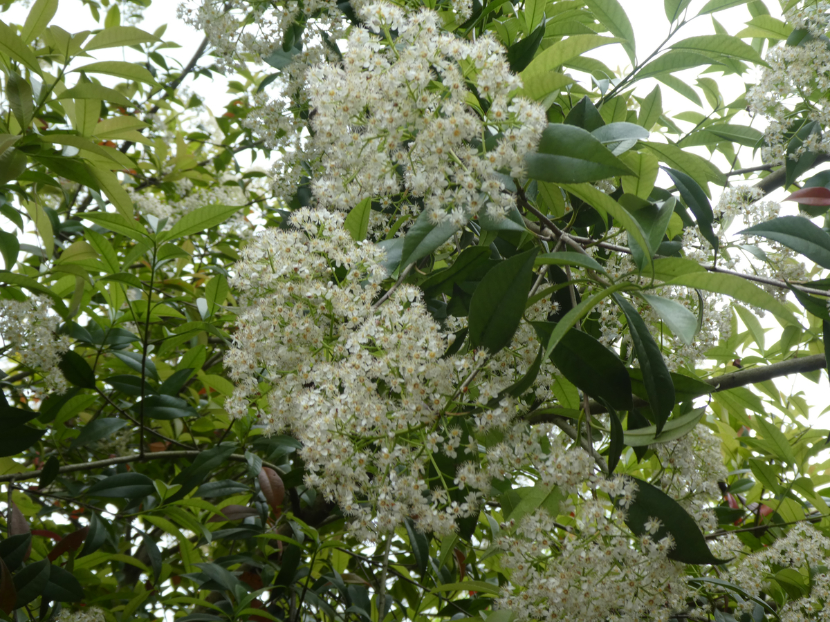 f:id:kazenokomichi:20190601184808j:plain f:id:kazenokomichi:20190601184808j:plain