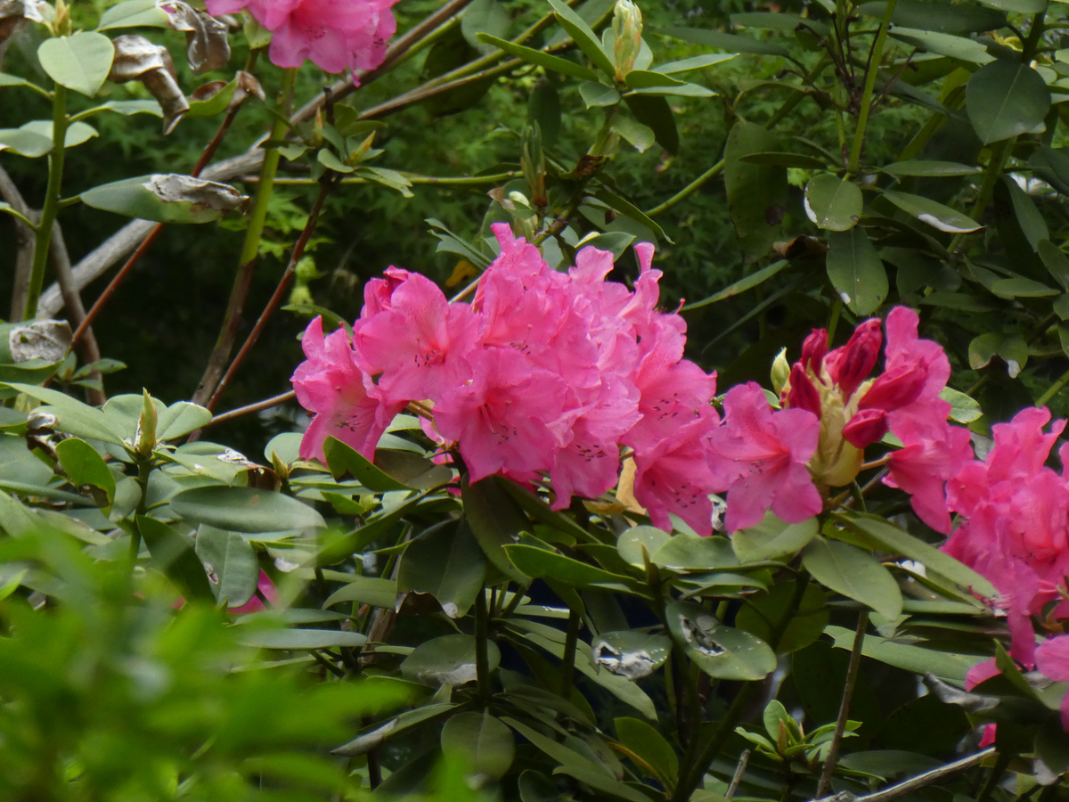 f:id:kazenokomichi:20190601184929j:plain f:id:kazenokomichi:20190601184929j:plain