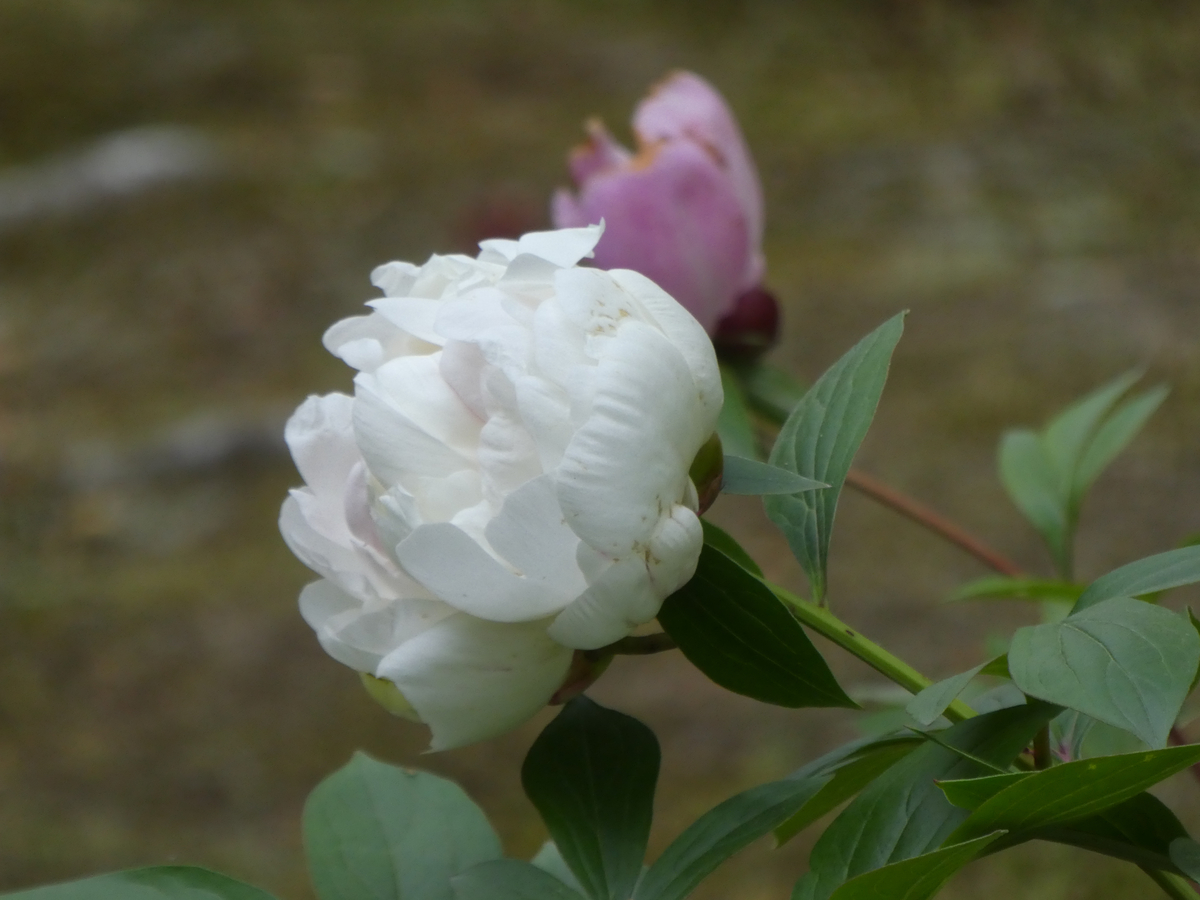 f:id:kazenokomichi:20190601185158j:plain f:id:kazenokomichi:20190601185158j:plain