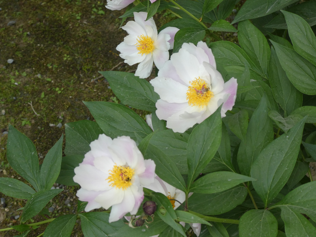 f:id:kazenokomichi:20190601185310j:plain f:id:kazenokomichi:20190601185310j:plain