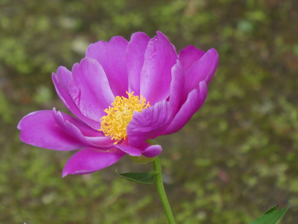 f:id:kazenokomichi:20190601190602j:plain f:id:kazenokomichi:20190601190602j:plain