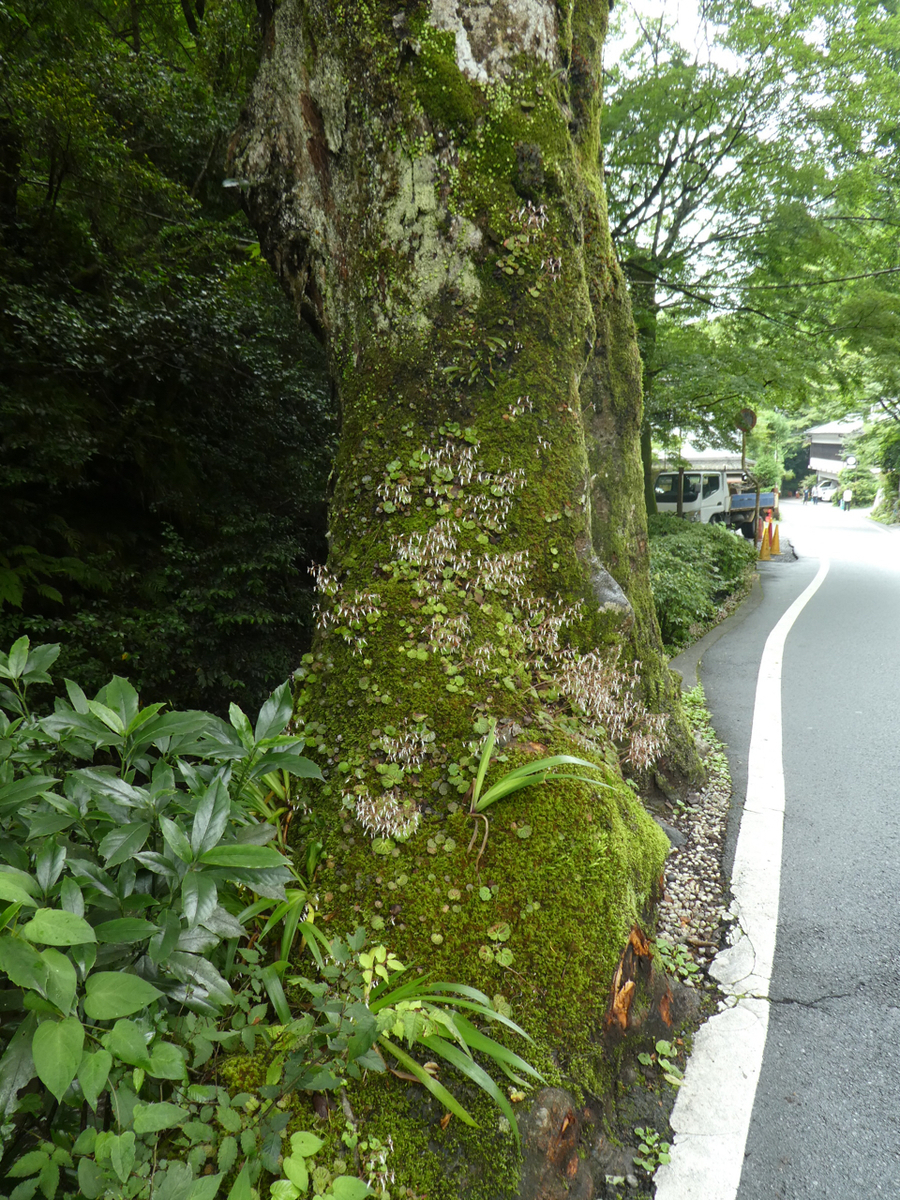 f:id:kazenokomichi:20190806220639j:plain f:id:kazenokomichi:20190806220639j:plain