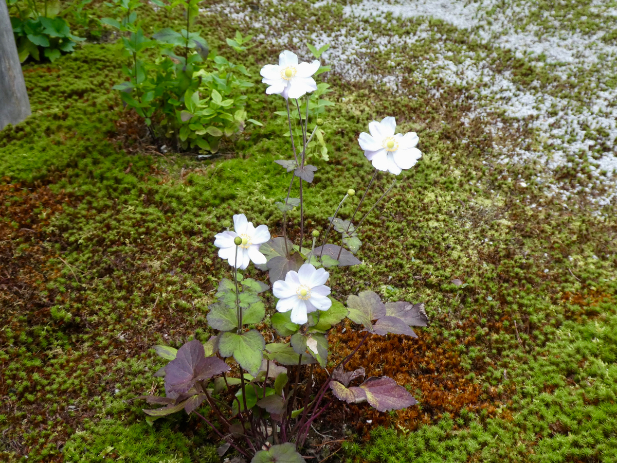 f:id:kazenokomichi:20191203044018j:plain