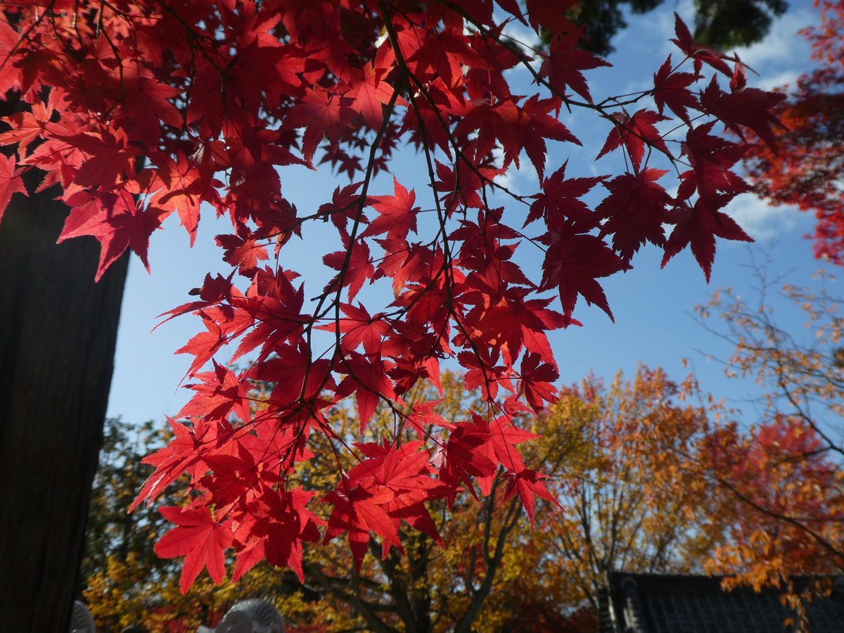 f:id:kazenokomichi:20191205140856j:plain f:id:kazenokomichi:20191205140856j:plain