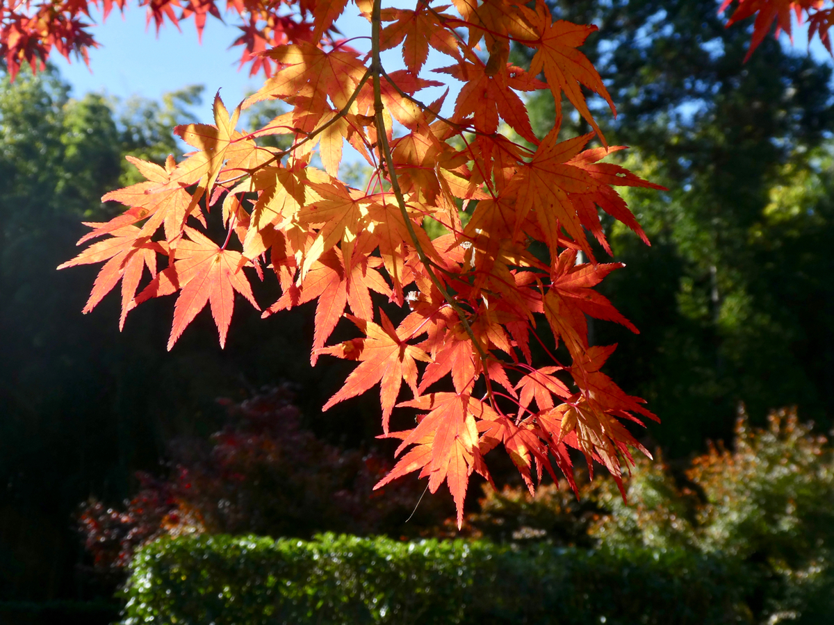 f:id:kazenokomichi:20191207233529j:plain f:id:kazenokomichi:20191207233529j:plain