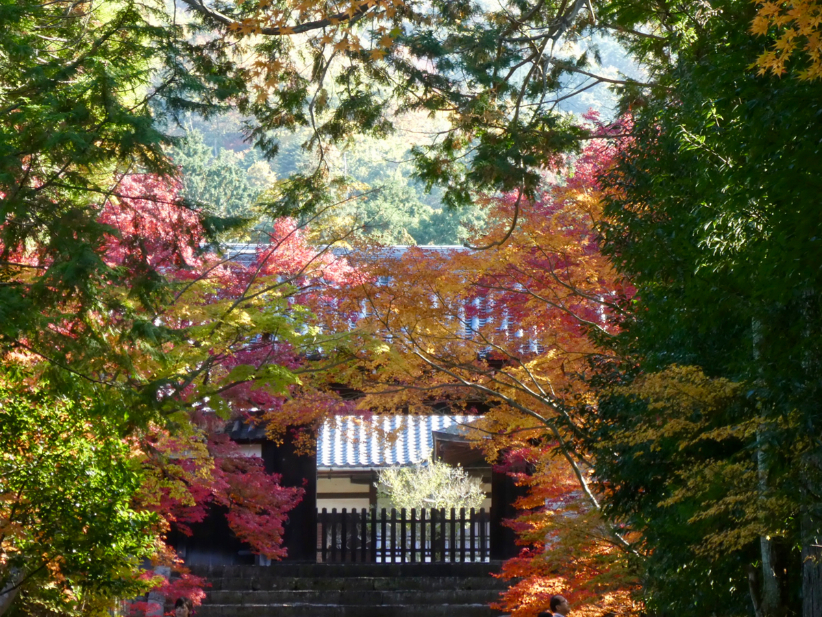 f:id:kazenokomichi:20191207234939j:plain f:id:kazenokomichi:20191207234939j:plain